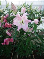 [4182 Prescott VH No101.JPG]